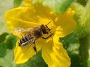 Honeybee perched on yellow flower collecting nectar