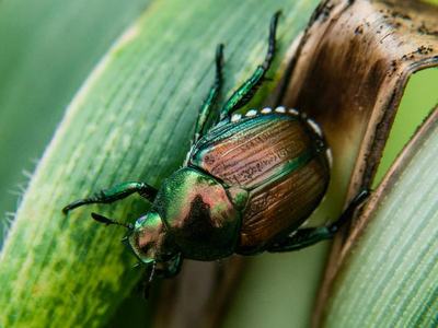 Japanese Beetle adult