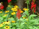 Red cardinal flower spike among yellow black-eyed Susans and green leaves