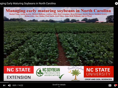 Image of soybean field