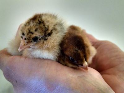 Hands holding two baby chicks