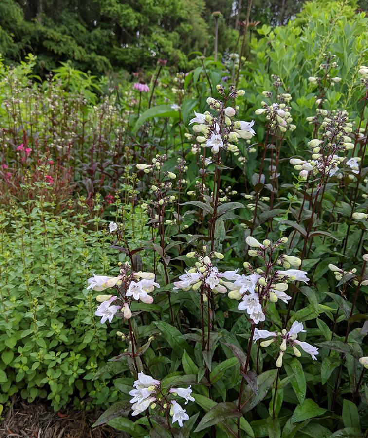 Beardtongue with other perennials.