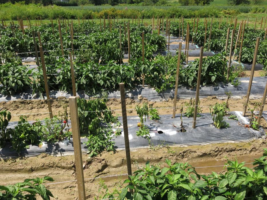 Phytophthora blight on jalepenos