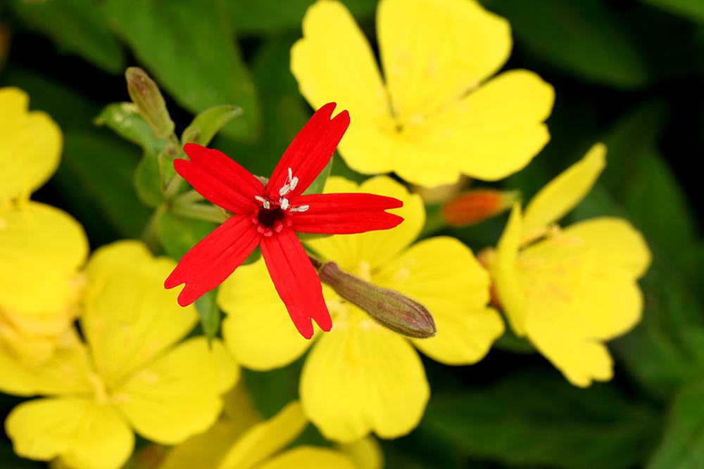 Native sundrops and fire pink.