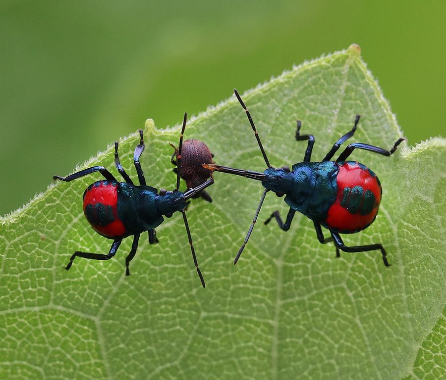 Florida predatory stink bug nymphs feeding on a weevil on the cup plant.