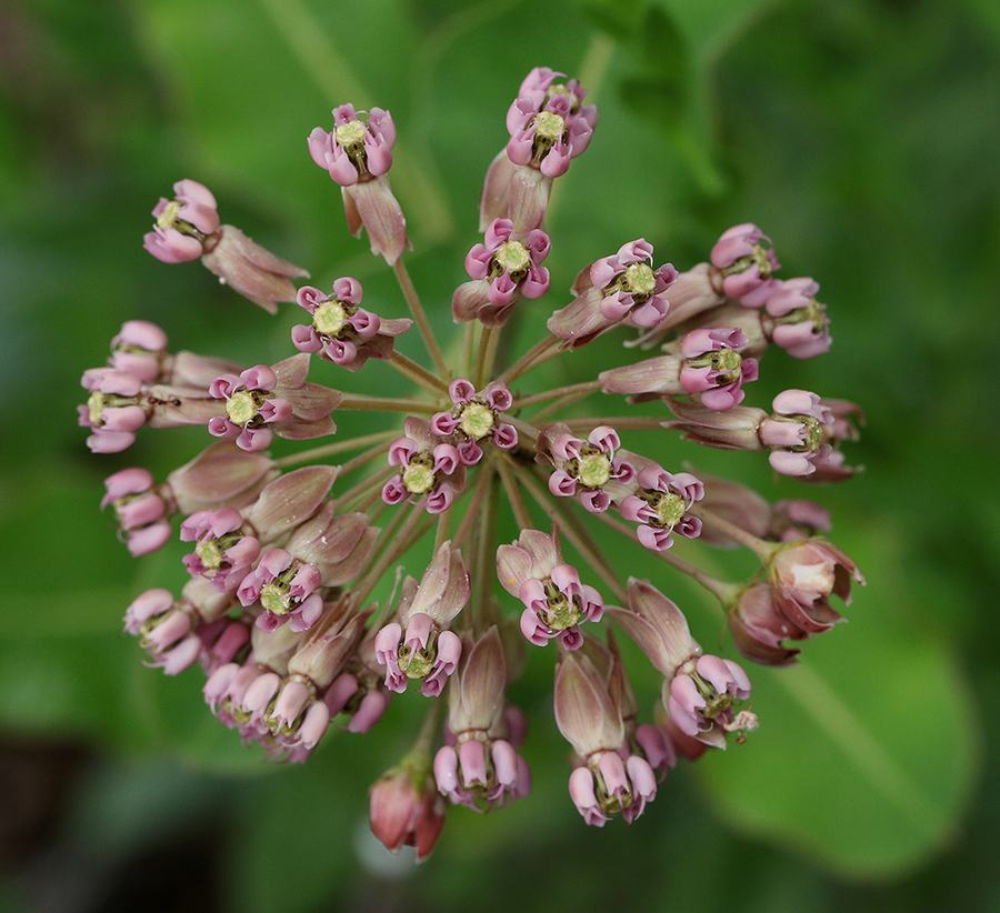 Clasping milkweed. 