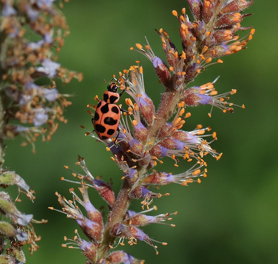 Pink spotted lady beetle on dwarf indigo bush. 