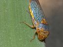 Green and orange leafhopper perched on the edge of a green leaf, facing downward