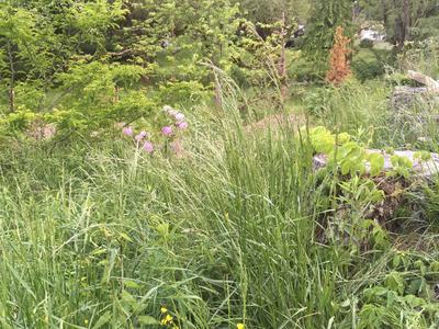 Overgrown areas are prime habitat for snakes, which can bite pets.