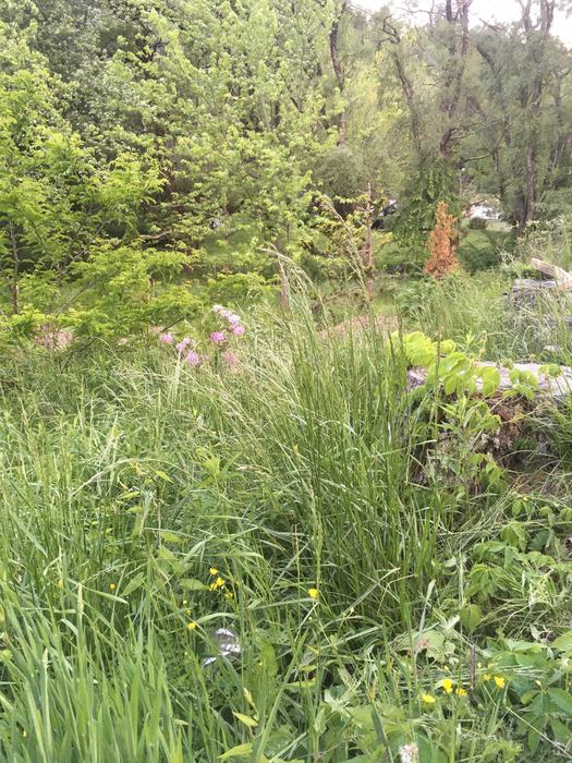  Overgrown areas are prime habitat for snakes, which can bite pets. 