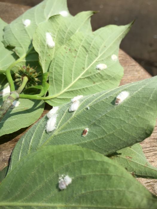 Cottony maple leaf scale, Pulvinaria acericola, ovisacs on dogwood leaves. Photo: SD Frank