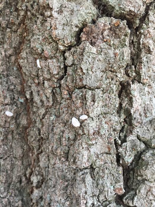 Hypoaspis spp. larvae on willow oak bark. These are larve of specialist lady beetles that eat scale insects. Photo:SD Frank