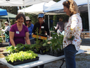 Extension Master Gardener Volunteers set up the vegetable and herb section of the 2019 Plant Sale at Duke Gardens