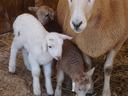 Ewe standing with three lambs huddled together in a straw-filled pen
