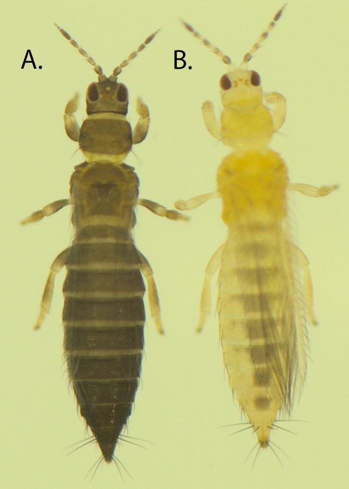 tobacco thrips