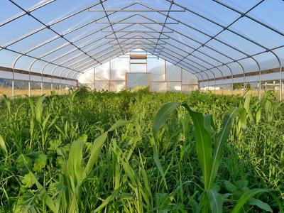 Vegetable greenhouse production