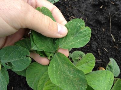 Hand holding green potato leaves above dark soil