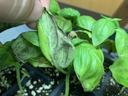 Basil downy mildew