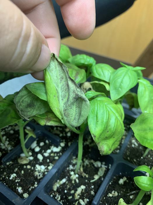 Basil downy mildew