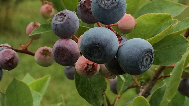blueberries