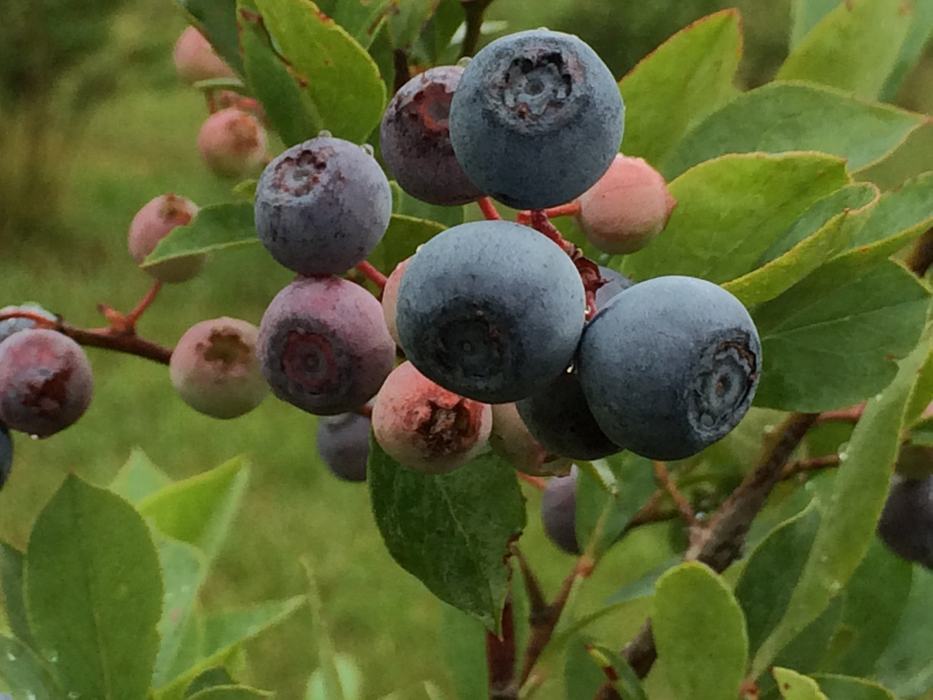 blueberries