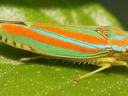 Leafhopper with orange and blue longitudinal stripes resting on a green leaf