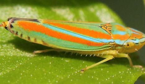 Flying Grape Insects Grape Pest Survey - 3rd Week of April Through 1st Week of May ...