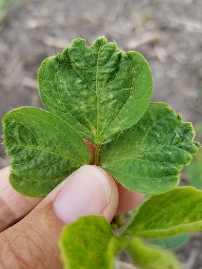 leaf puckering