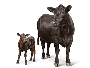cattle-cow-calf