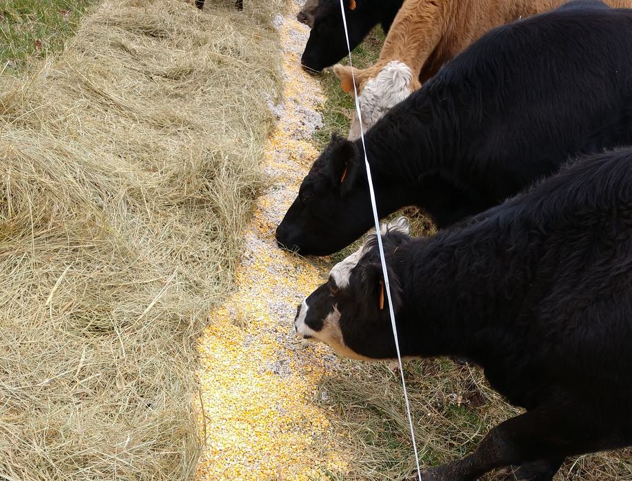 cows eating