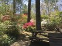 Wooden picnic tables on shaded deck amid blooming azalea bushes and tall trees