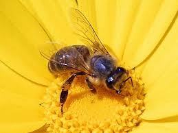 bee