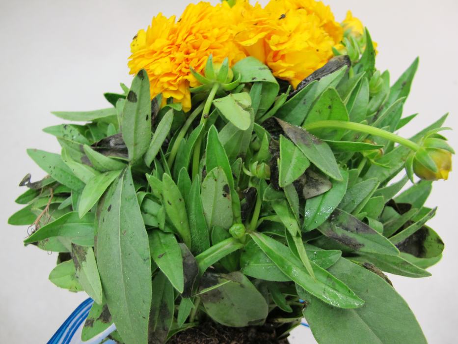 large dark, dead spots on leaves