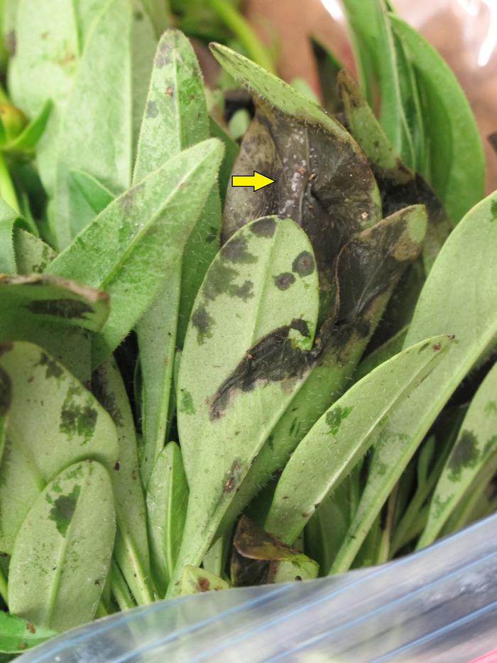 dark, dead leaf sopts and blotches, and white granular-looking area of sporulation