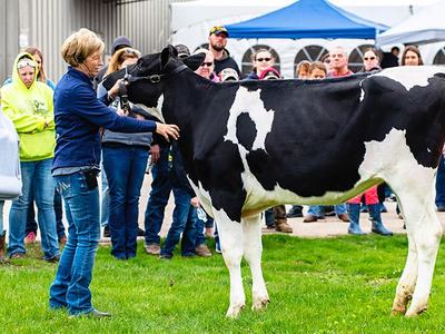 Woman holding halter and showing Holstein cow to crowd