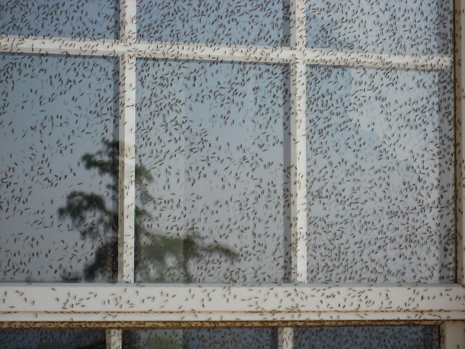 Hundreds of midges resting on the window of a home