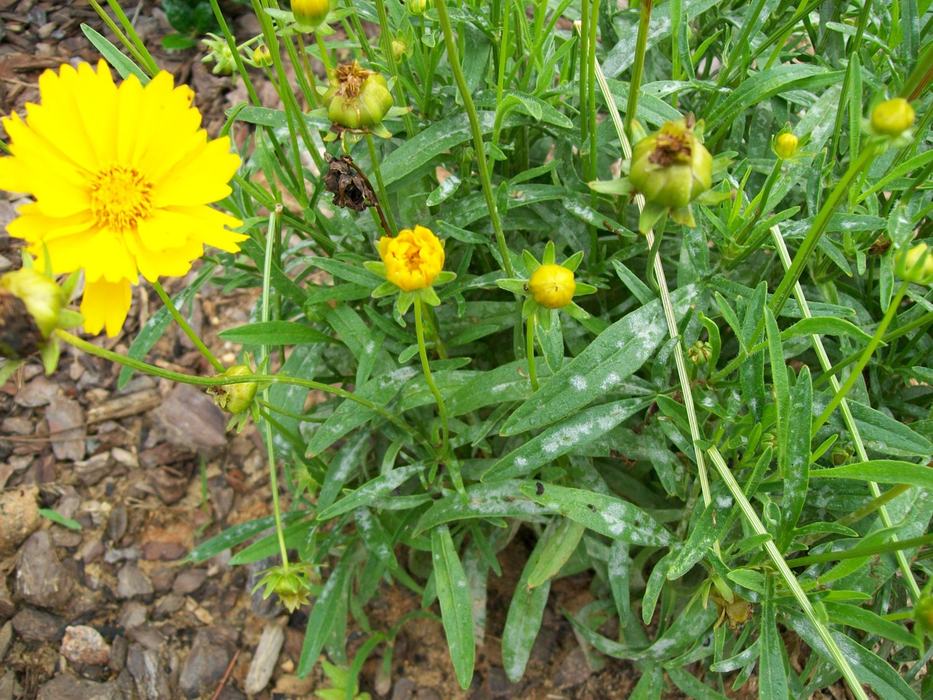 white fuzzy patches on leaves are signs of the powdery mildew fungus