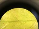 Southern red mites on cherry laurel