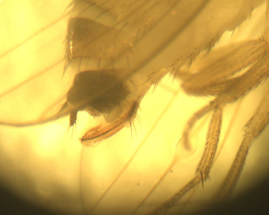 Image of a female SWD egg laying organ