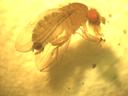 Drosophila melanogaster side view with red eye holding food particle under microscope