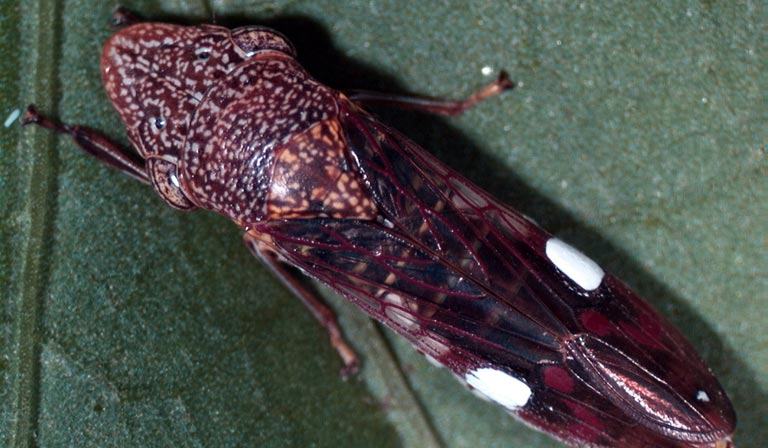 Flying Grape Insects Grape Pest Survey- 3rd Week of June - Entomology | NC State Extension