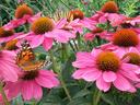 Cluster of pink coneflowers with an orange butterfly perched on a petal