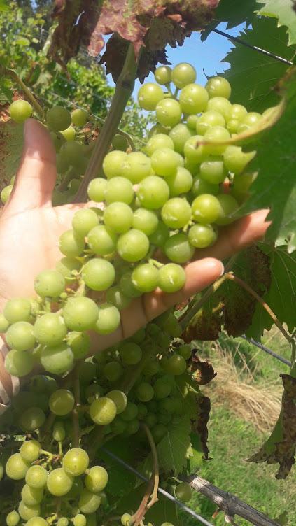 Grape bunch in Northwest location (Wilkes Co.)