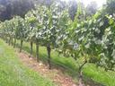Row of grapevines on trellis with green grape clusters in a grassy vineyard