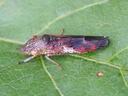 small brown and reddish insect resting on a green leaf