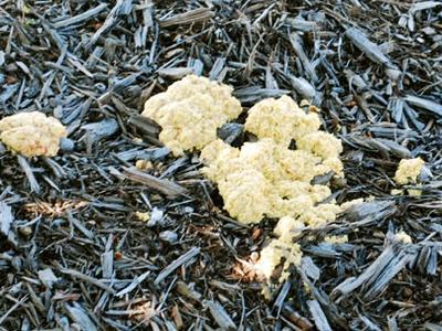 slime mold on lawn and mulch