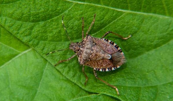 Other Pest Sightings - Integrated Pest Management | NC State Extension