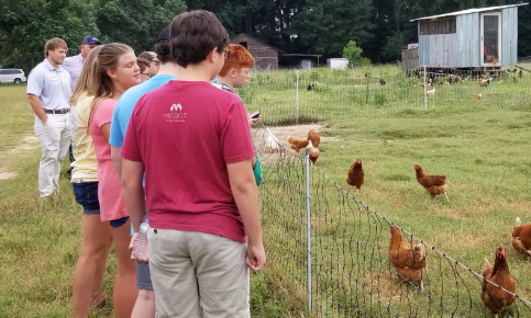 4-H Farm to Fork Camp participants at a poultry, egg and hog farm.  The farmer and our livestock agent share important facts with the youth before we get items to take back to the kitchen and cook.