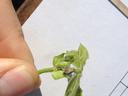 Hand holding small green plant stem with fuzzy leaves and a bud