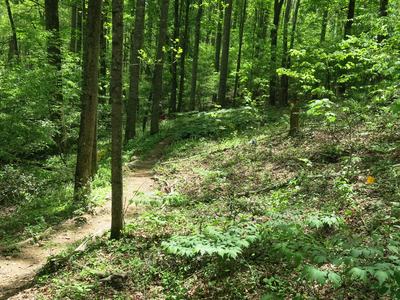 forest farming demonstration